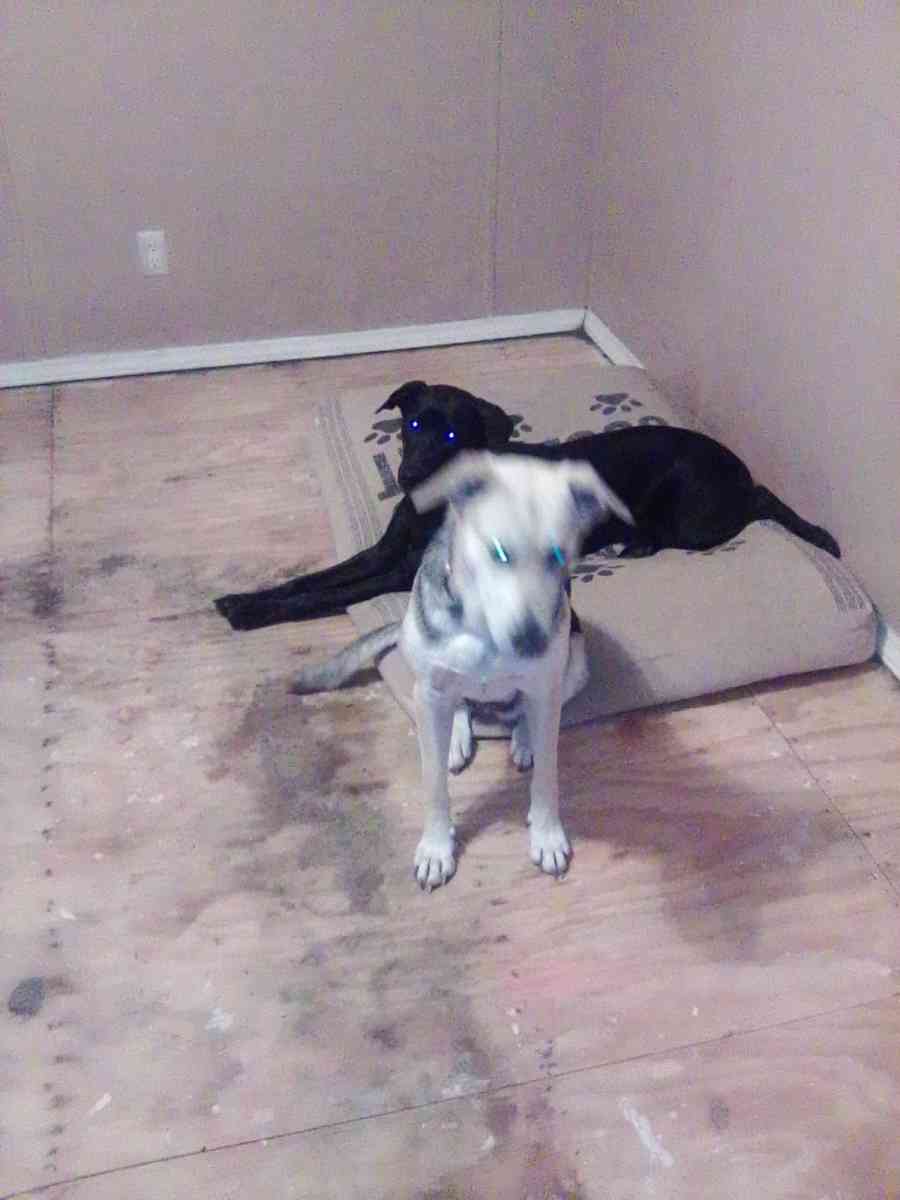 dogs selling animals - Forest City, North Carolina - FleaMarketBay