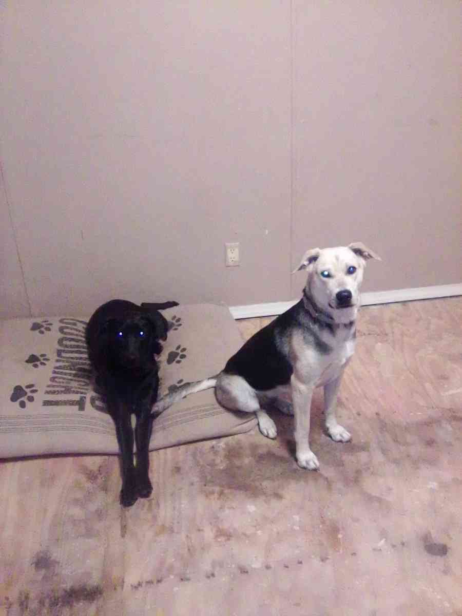 dogs selling animals - Forest City, North Carolina - FleaMarketBay