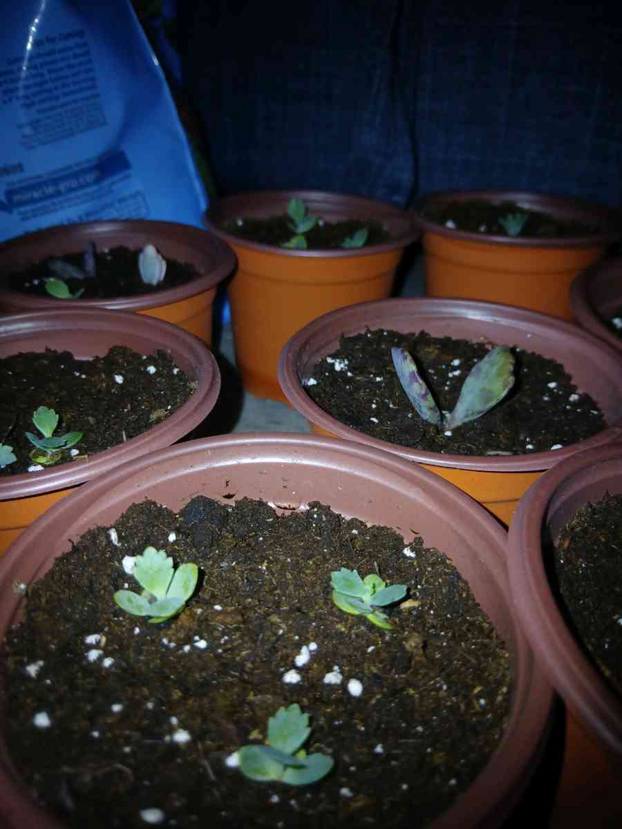 succulents and ground cover plants