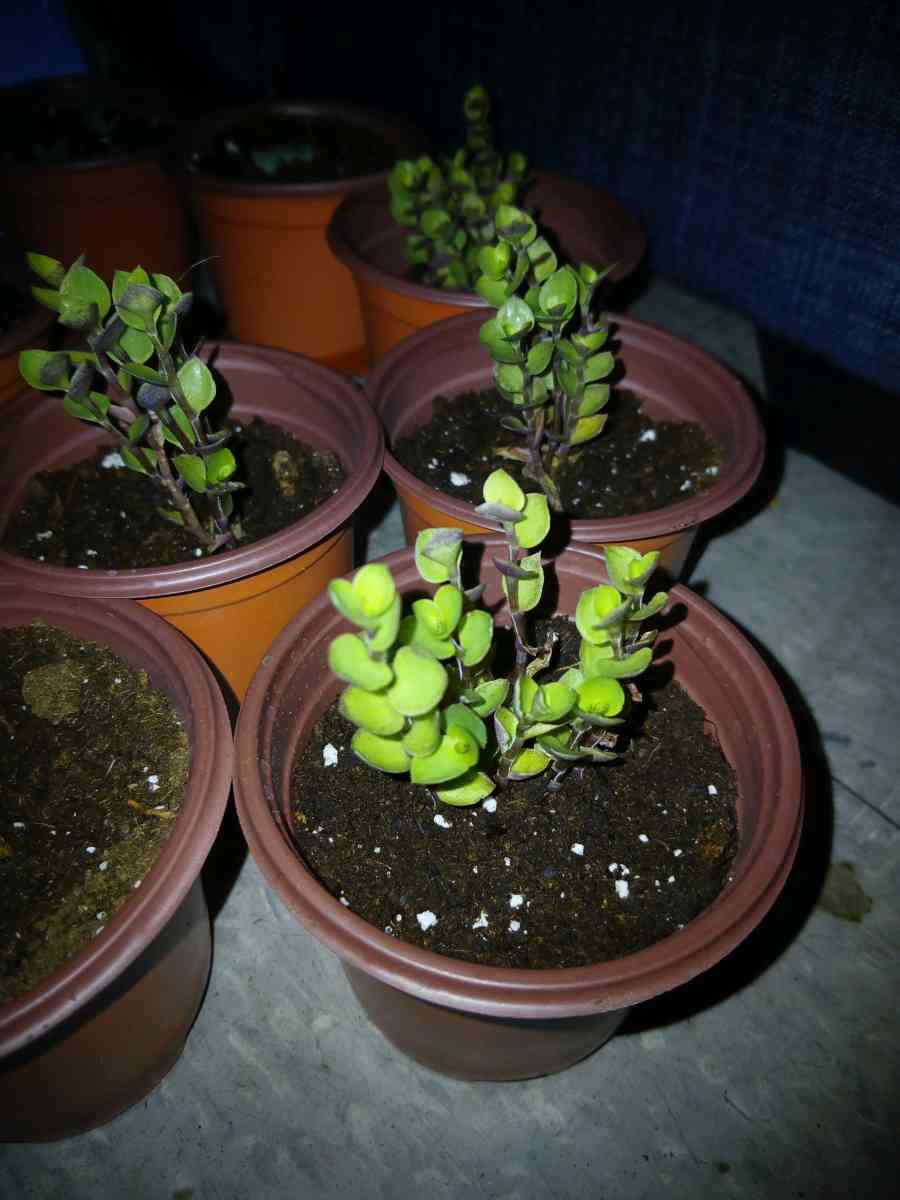 succulents and ground cover plants