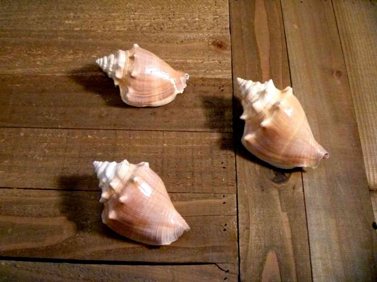 Florida Fighting Conch seashell shell beach ocean decor