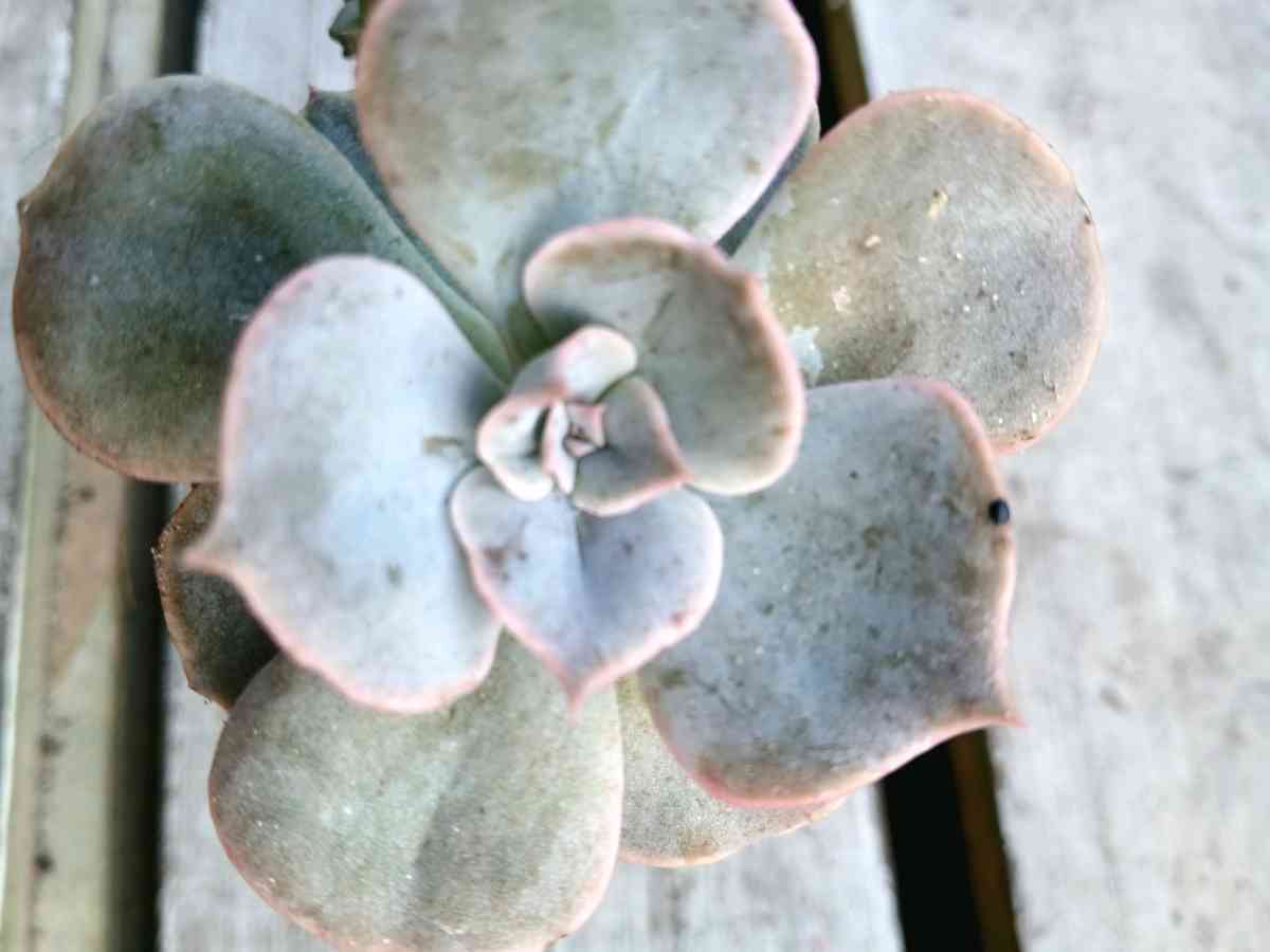 Milkweed and succulents