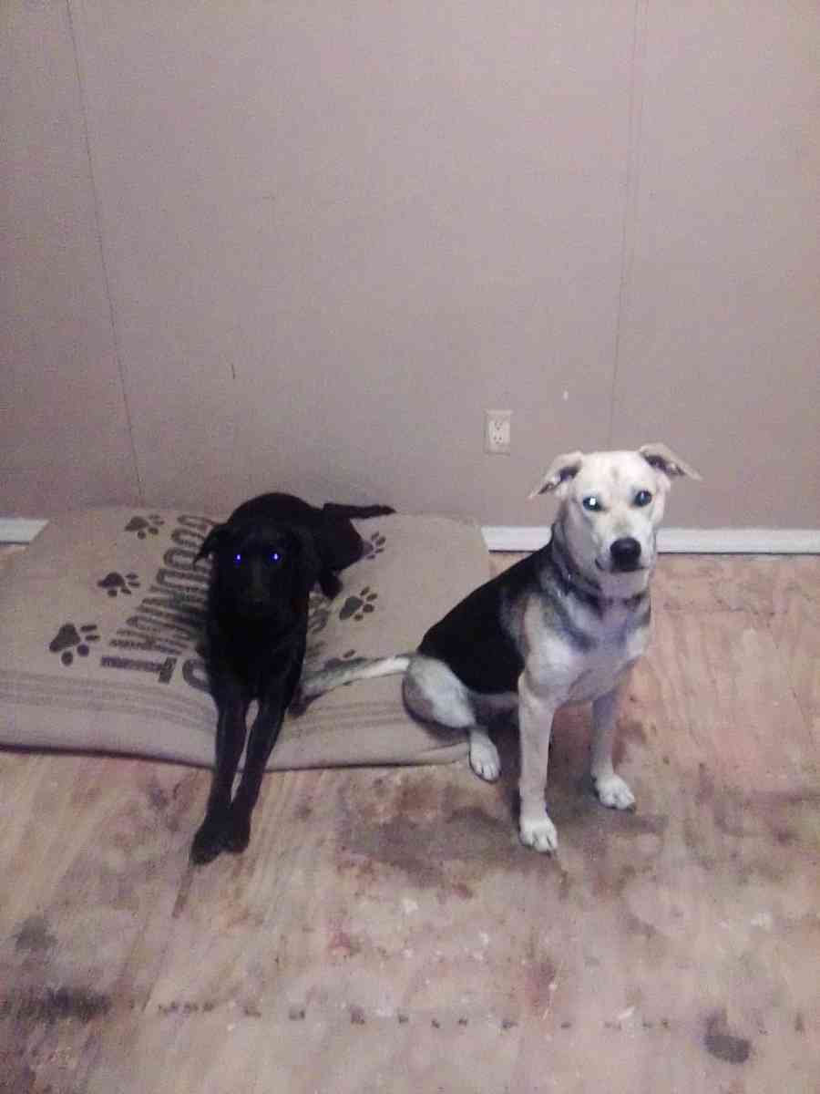 dogs selling animals - Forest City, North Carolina - FleaMarketBay