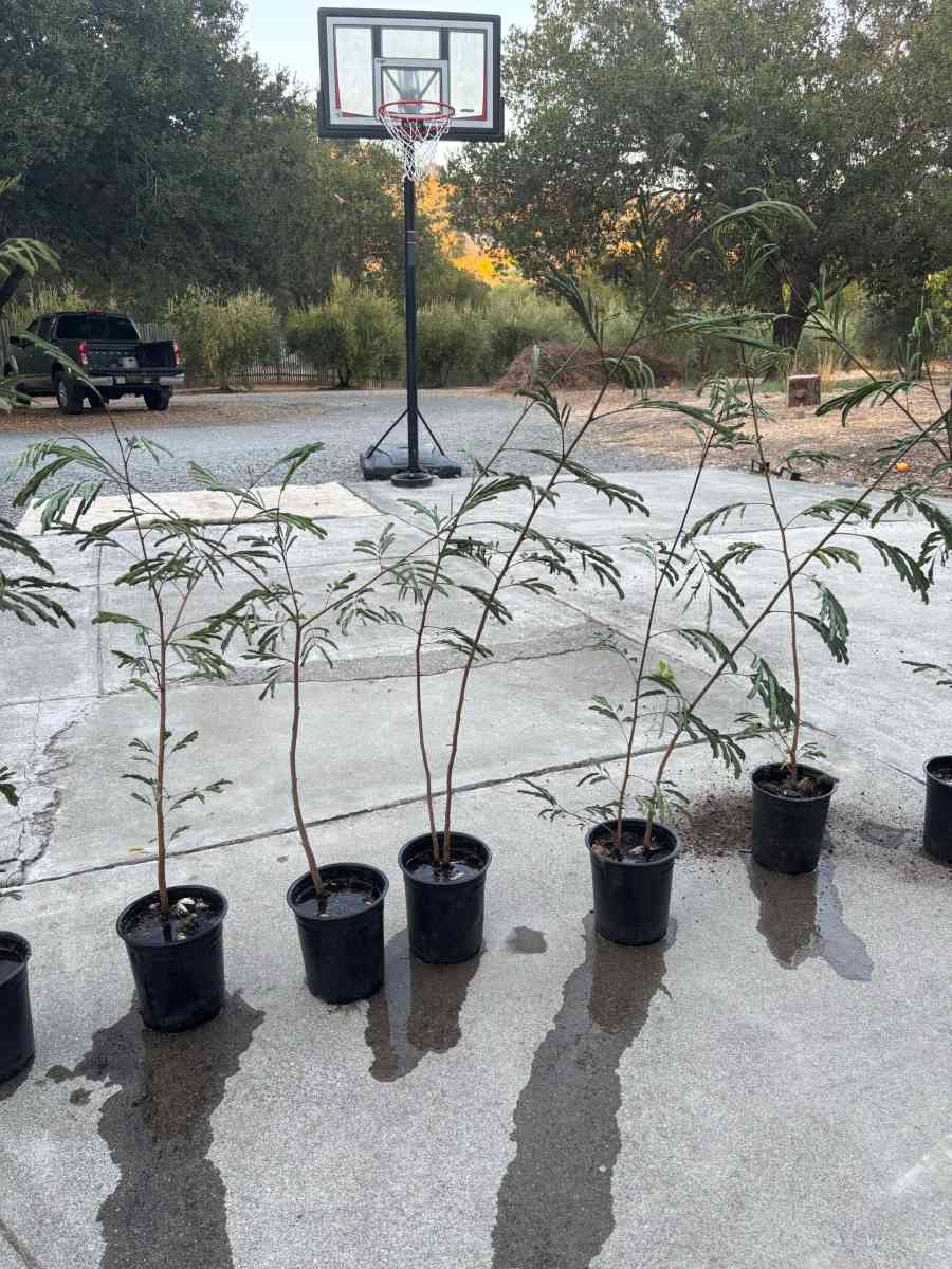 Plantas de guajes de Oaxaca