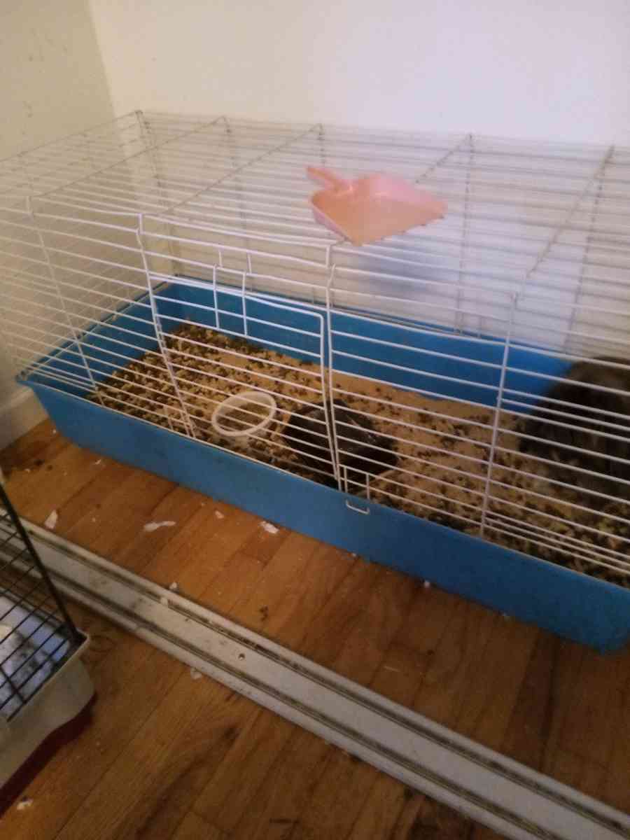rabbit  cage