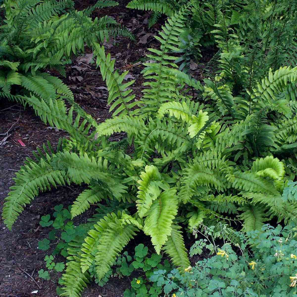 Christmas ferns