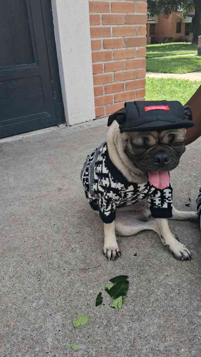 pet clothing pet apparel pop up shop