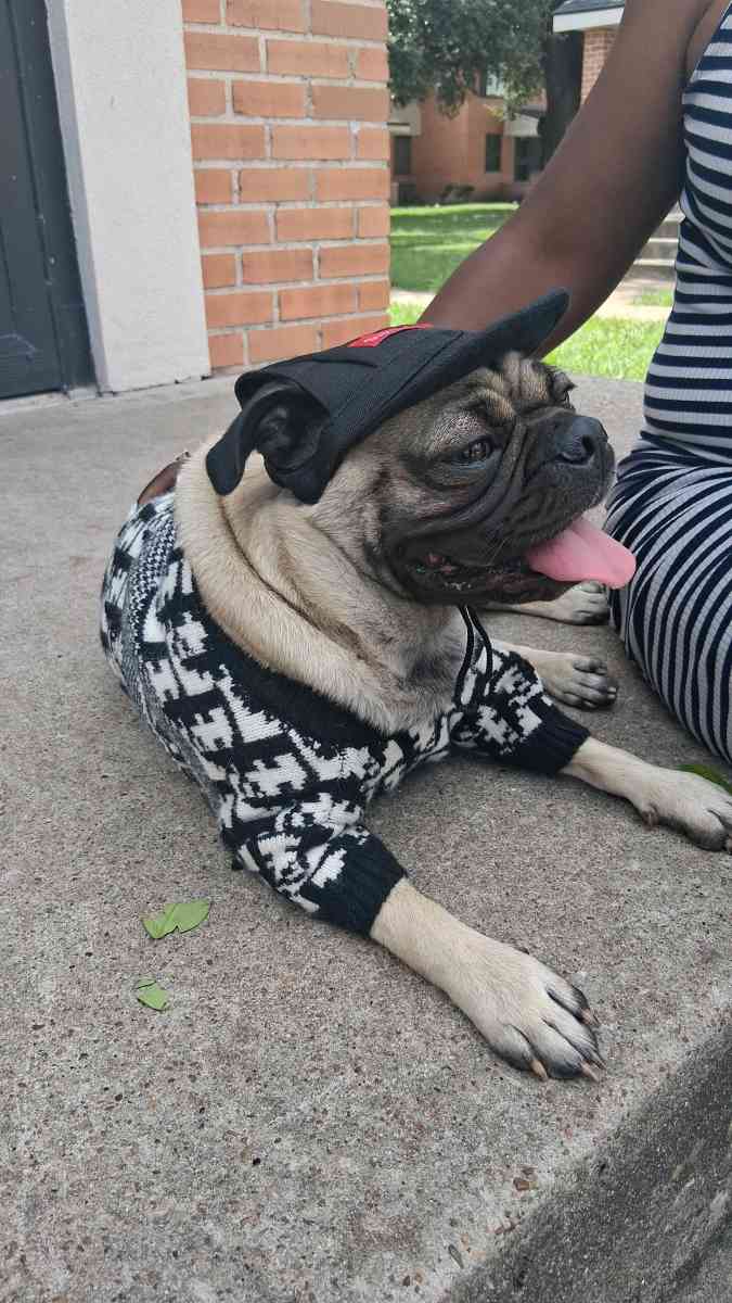 pet clothing pet apparel pop up shop