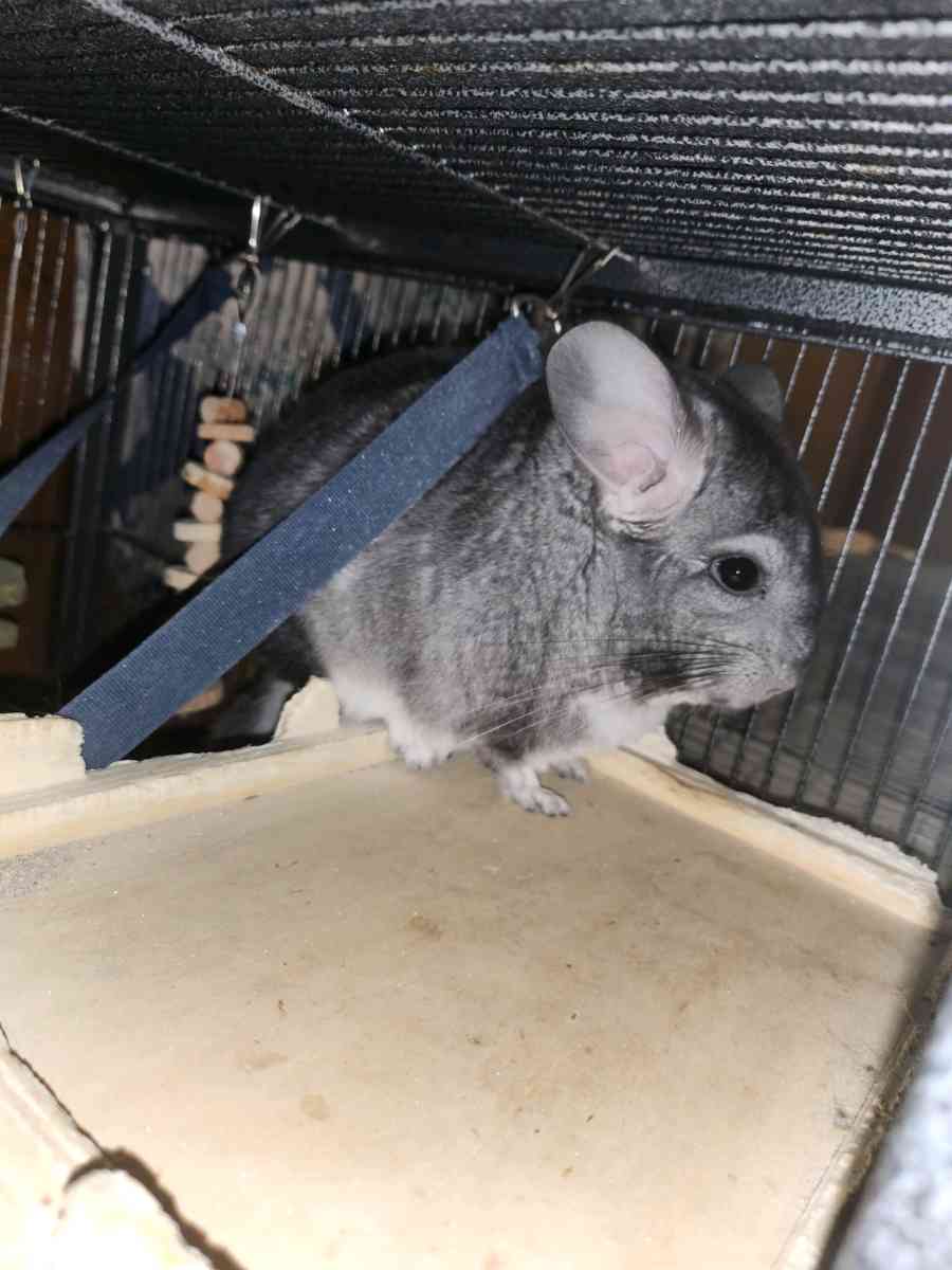 2 Young male chinchillas - Halifax, Pennsylvania - FleaMarketBay