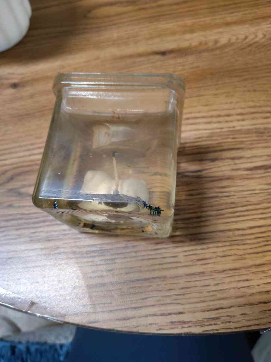 clear jelly candle with small white animals in the candle - Saint Joseph, Missouri - FleaMarketBay