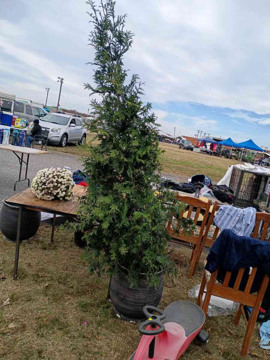 green Gaint lealand tree