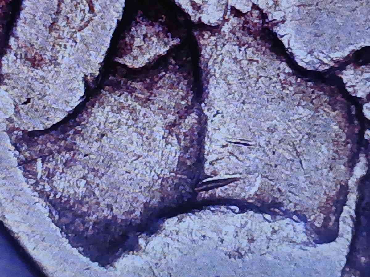 Buffalo Nickel with Die Clash no date - Bakersfield, California - FleaMarketBay