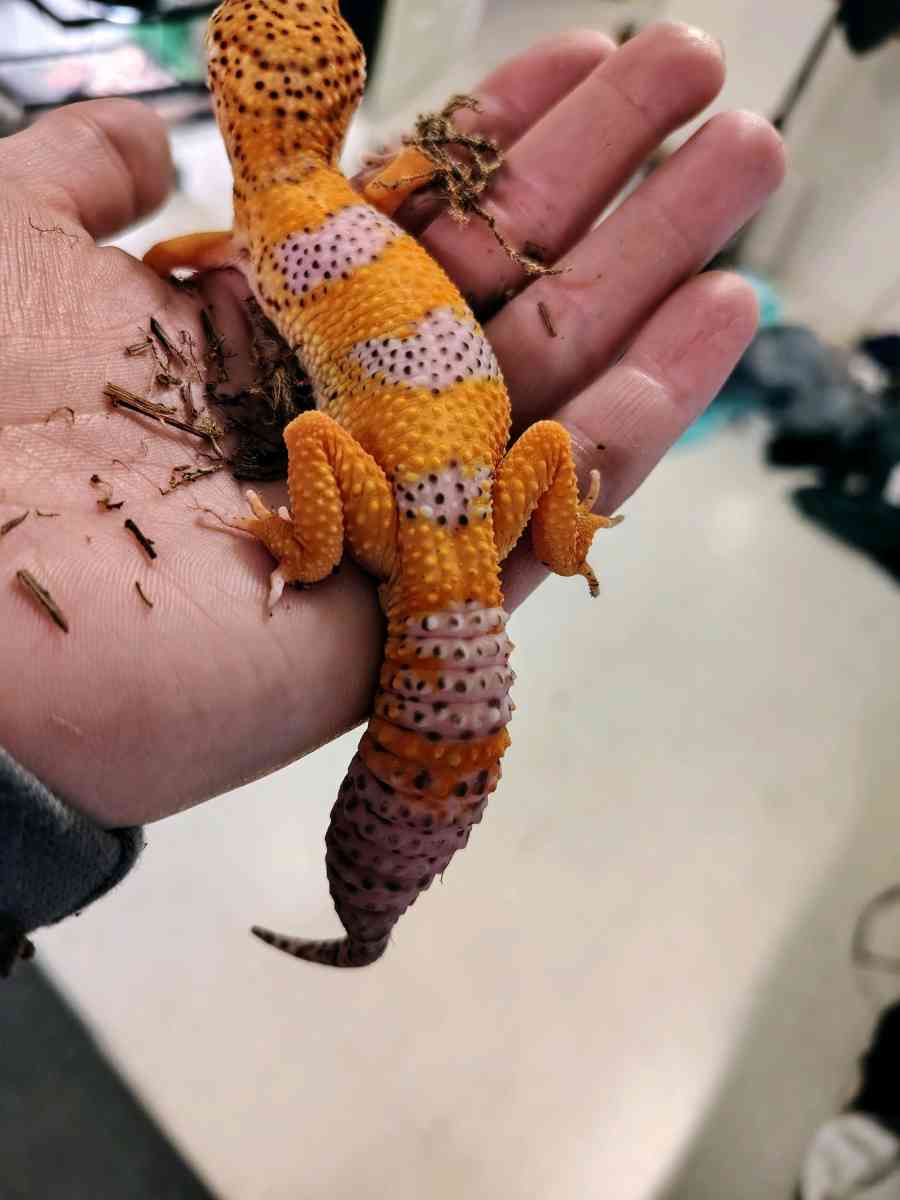 Tangerine Hypo - Garden City, Michigan - FleaMarketBay