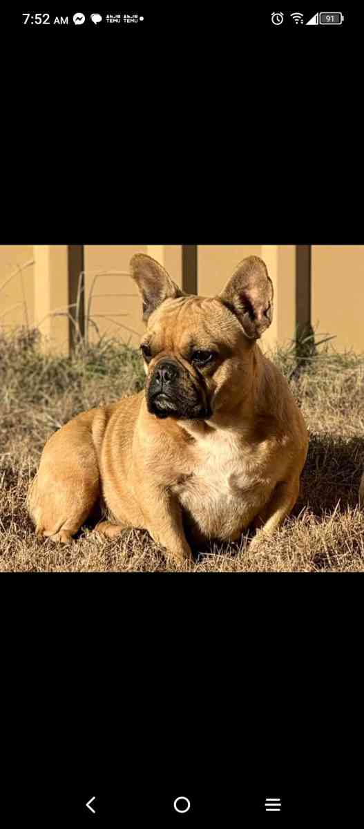 Stranger things Snowglobe tumblers