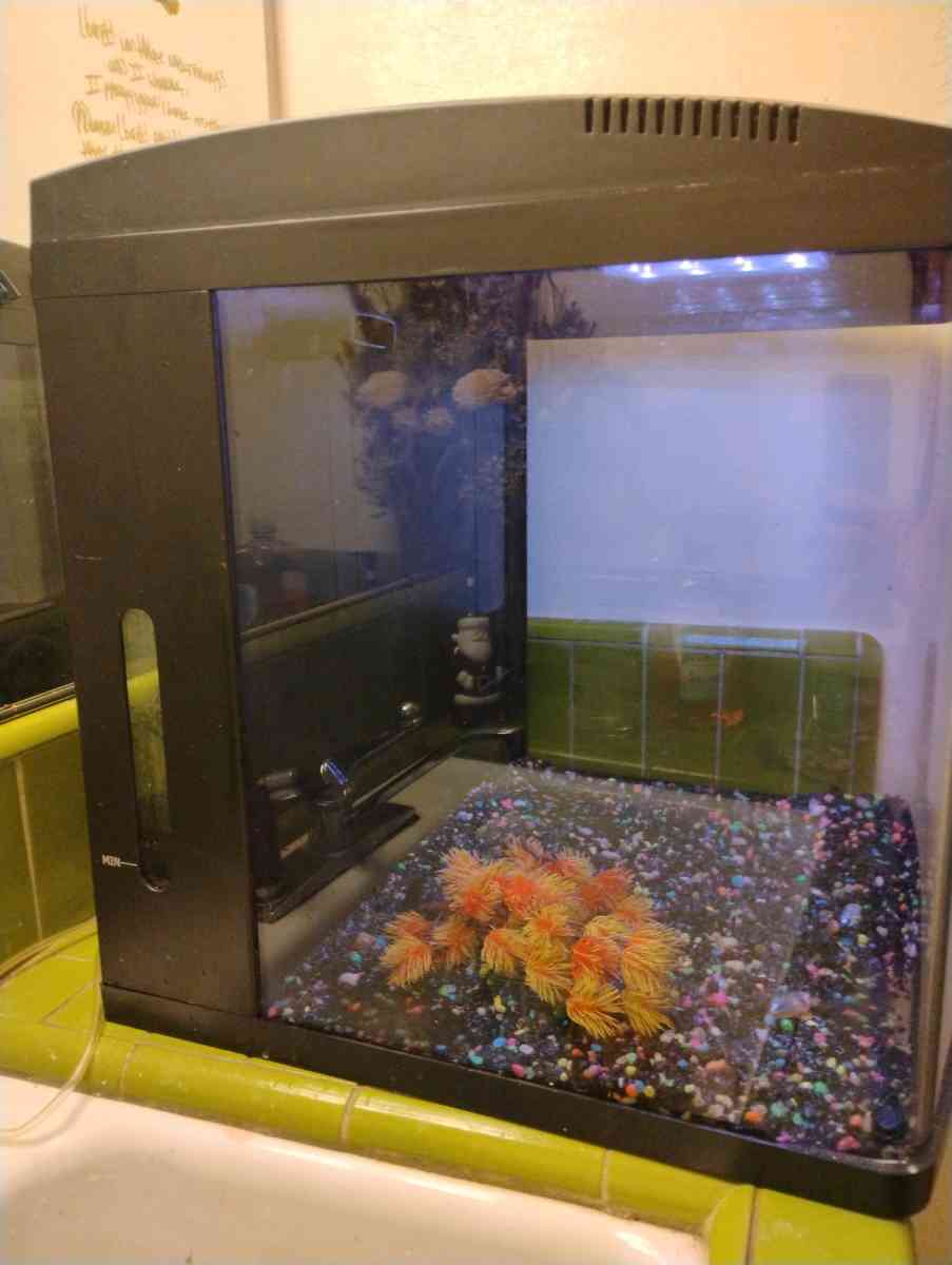 Fish Tank 32 gallon bio cube