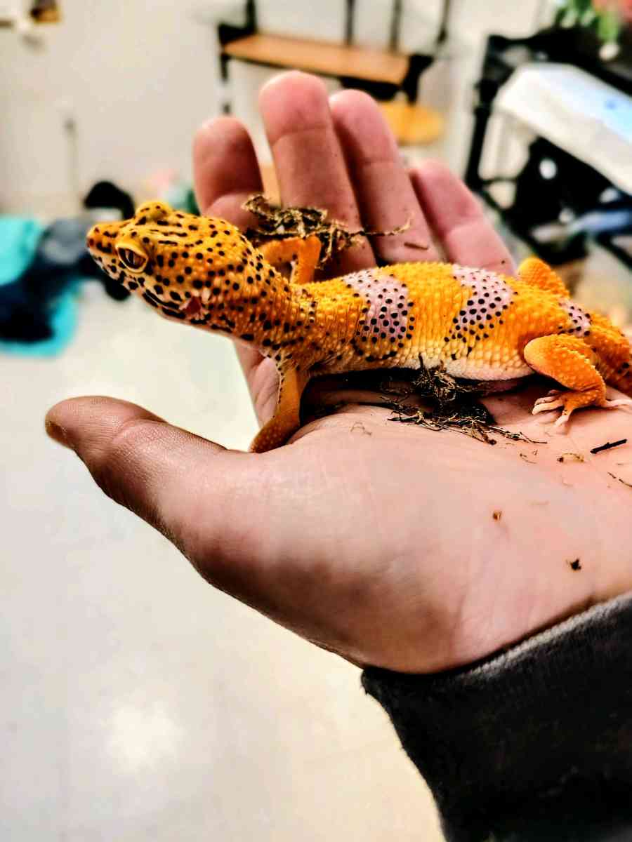 Tangerine Hypo - Garden City, Michigan - FleaMarketBay
