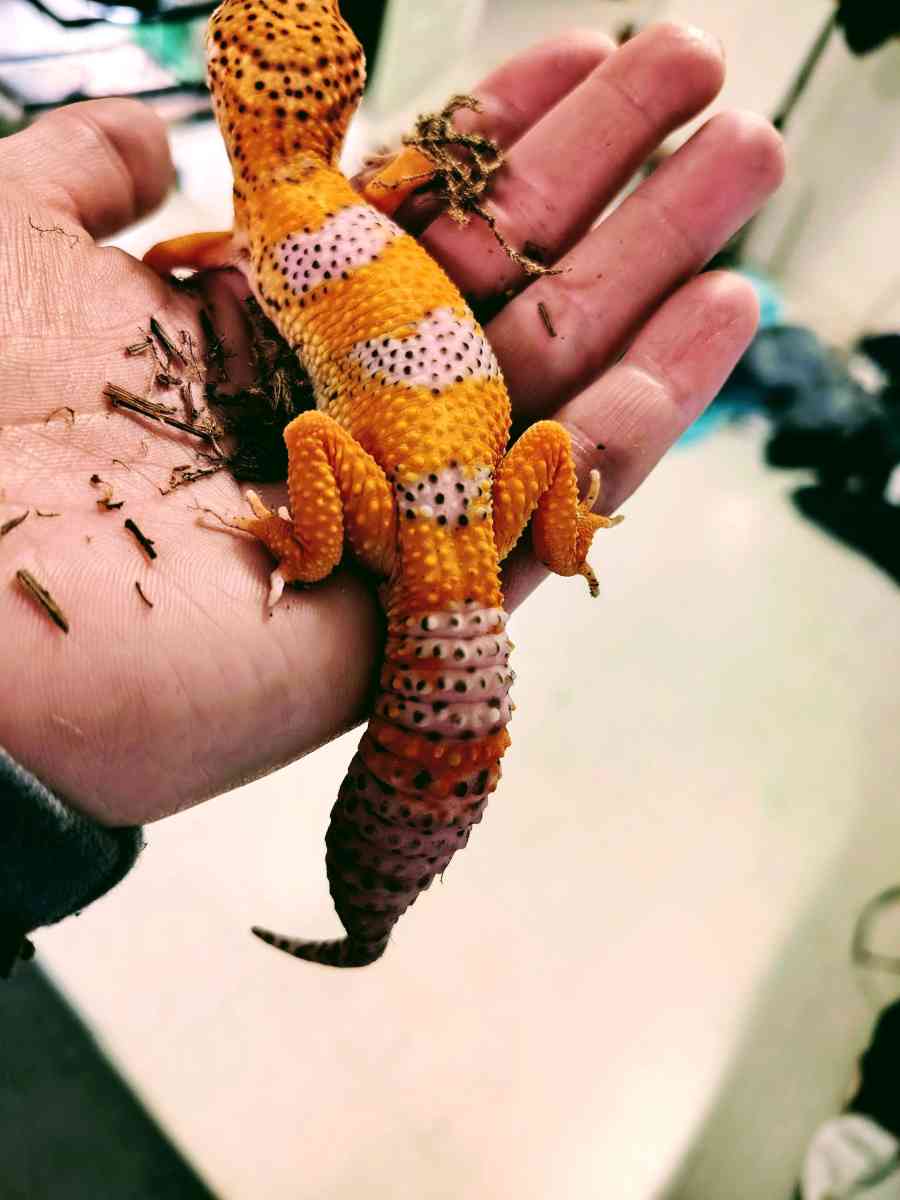Tangerine Hypo - Garden City, Michigan - FleaMarketBay