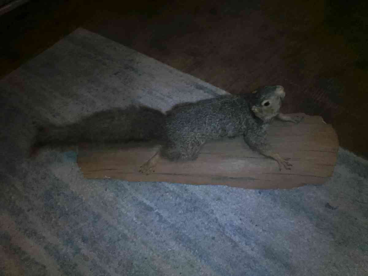 TAXIDERMY SQUIRREL