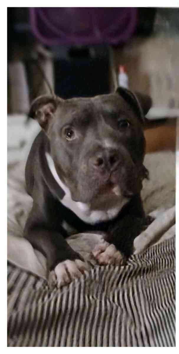 blue nose bully ready to stud - Punta Gorda, Florida - FleaMarketBay