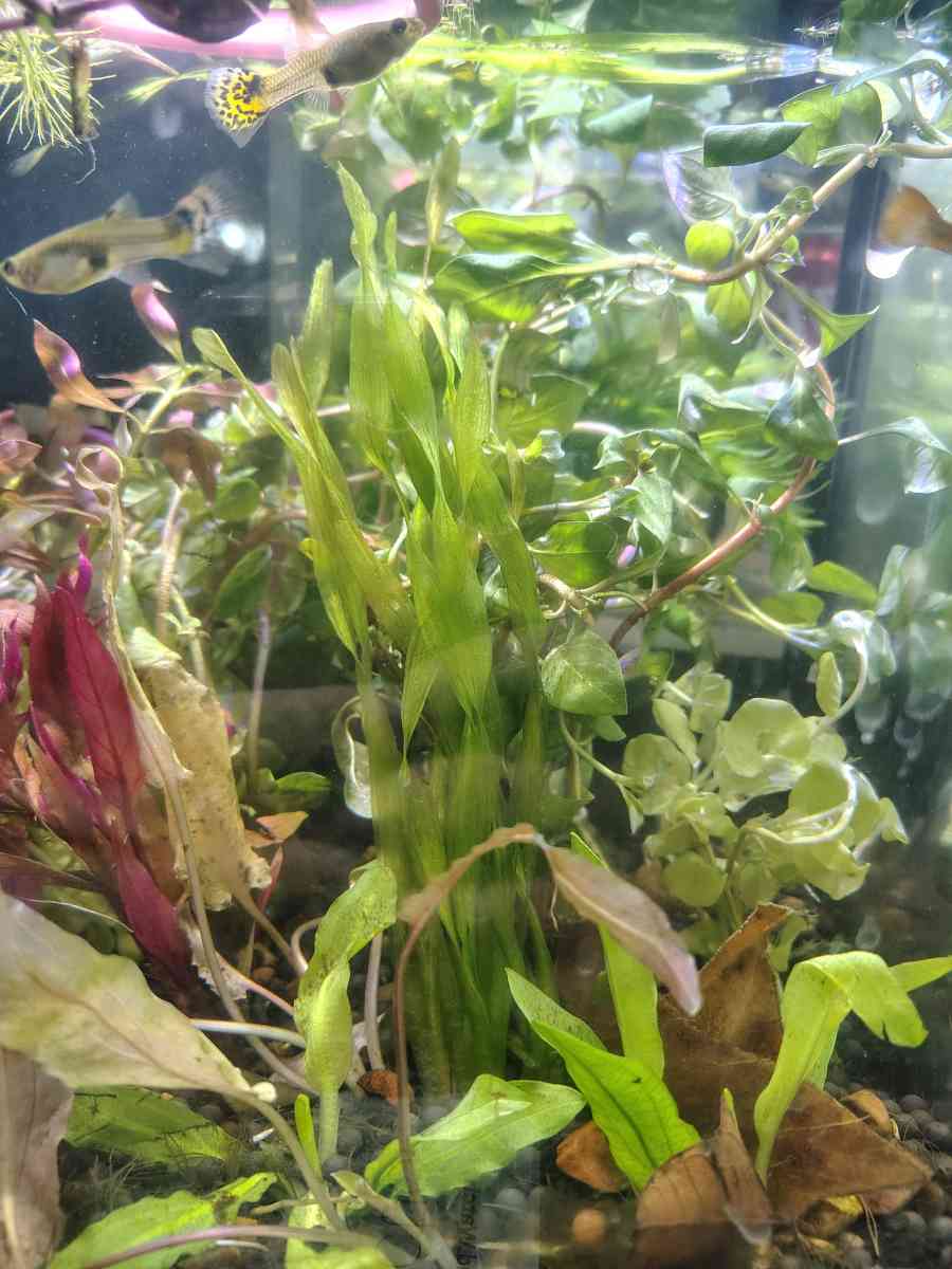 aquarium plants