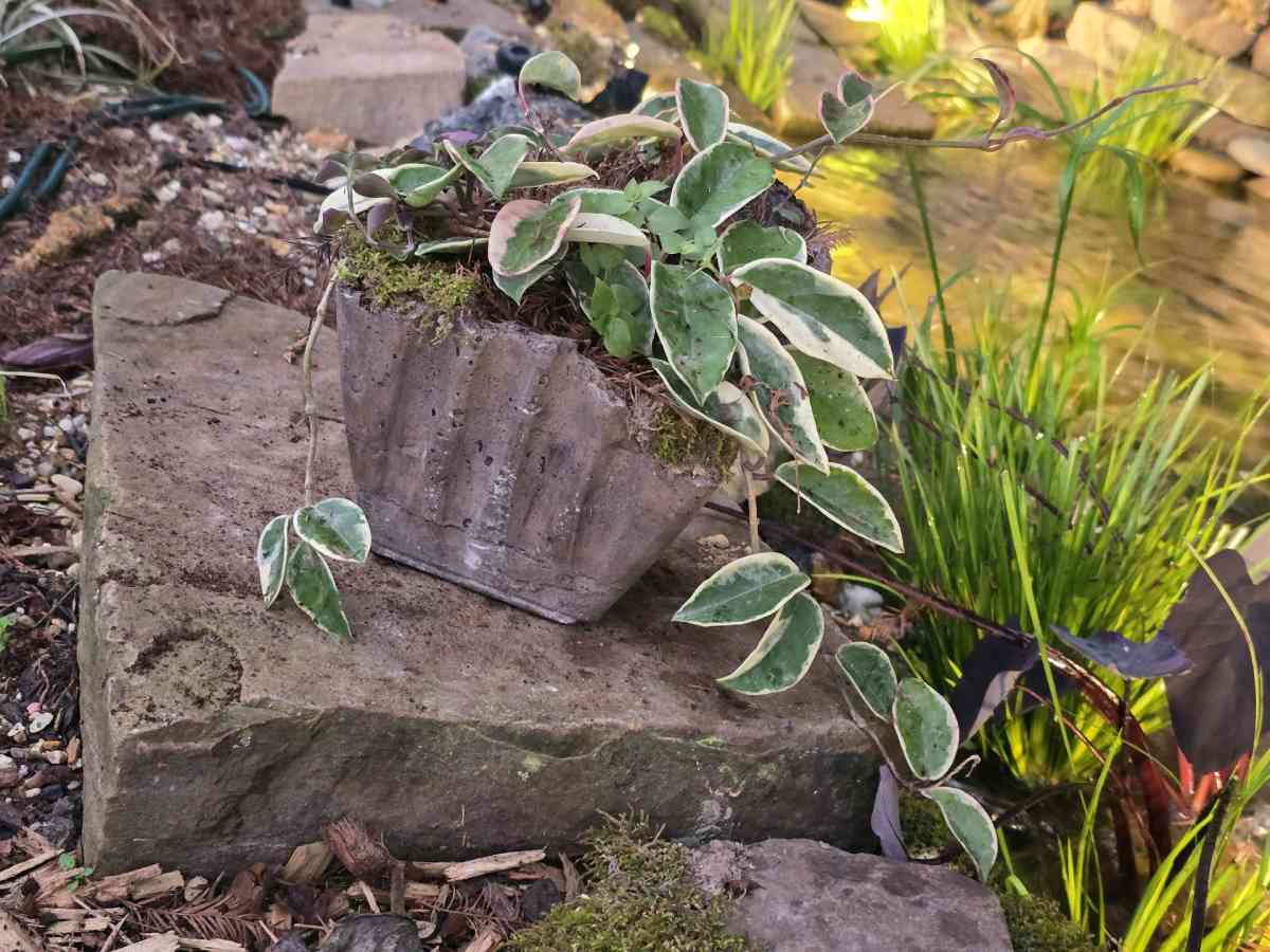 Hoya Crimson Queen in a handmade pot