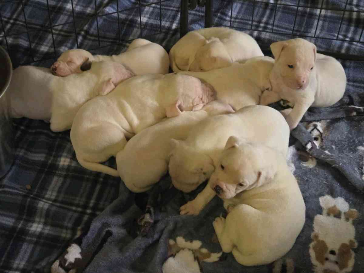Last 2026 Babies - Carbondale, Illinois - FleaMarketBay