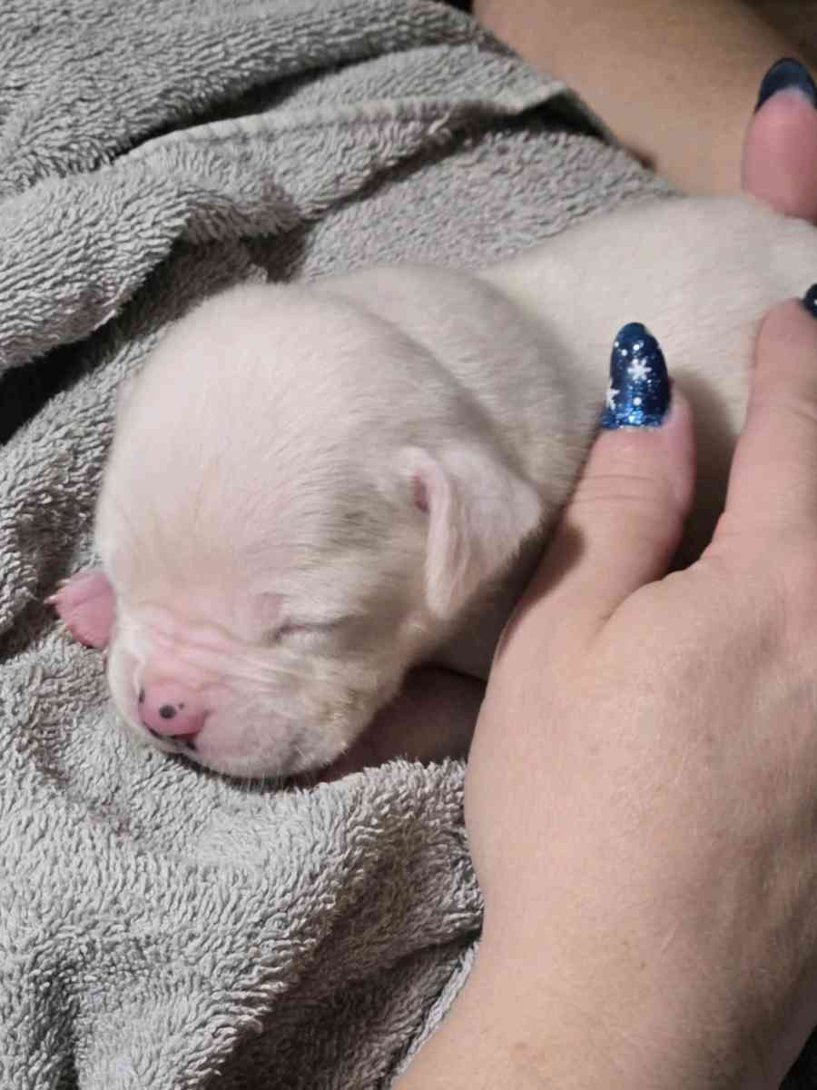 White American Bulldogs - Carbondale, Illinois - FleaMarketBay