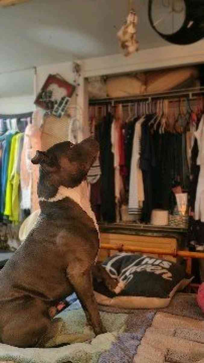 blue nose bully ready to stud - Punta Gorda, Florida - FleaMarketBay