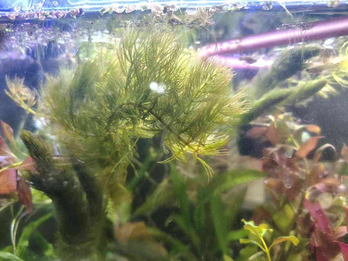 aquarium plants