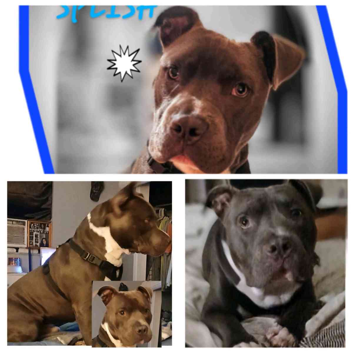 blue nose bully ready to stud - Punta Gorda, Florida - FleaMarketBay