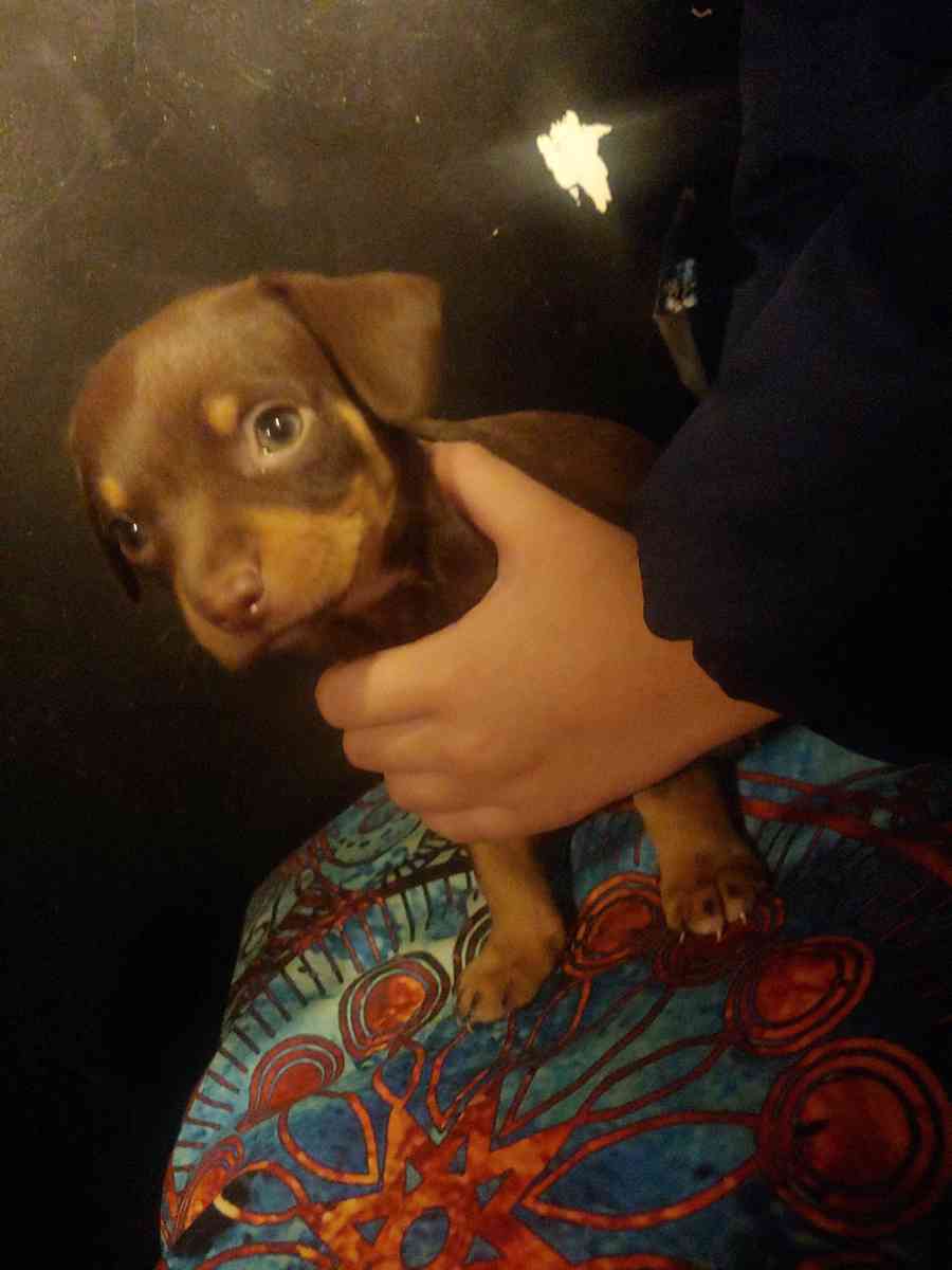 Chihuahua puppy - Dallas, Texas - FleaMarketBay