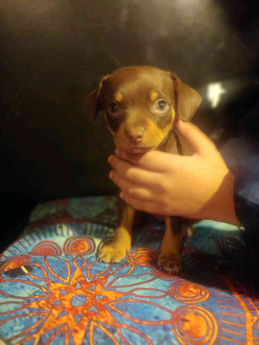 Chihuahua puppy - Dallas, Texas - FleaMarketBay