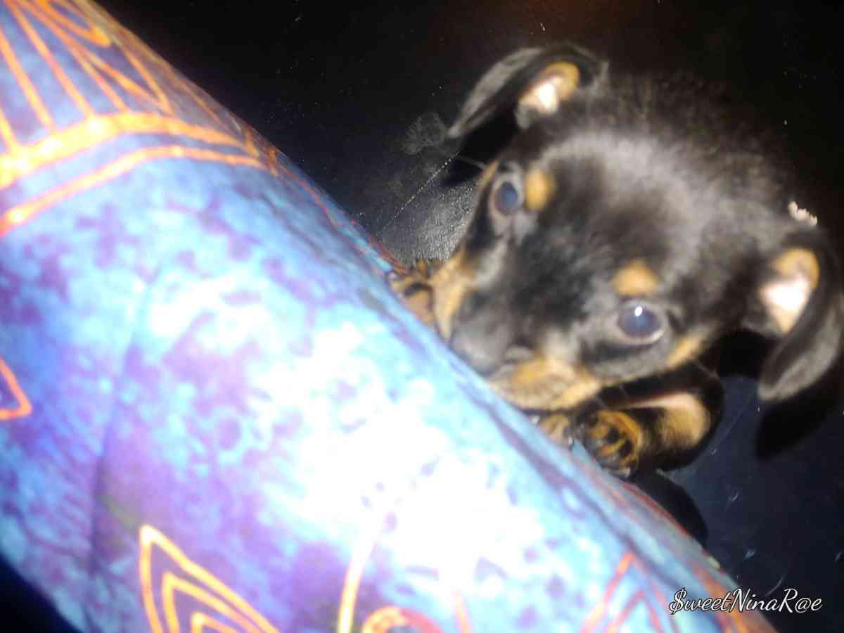 Chihuahua puppy - Dallas, Texas - FleaMarketBay