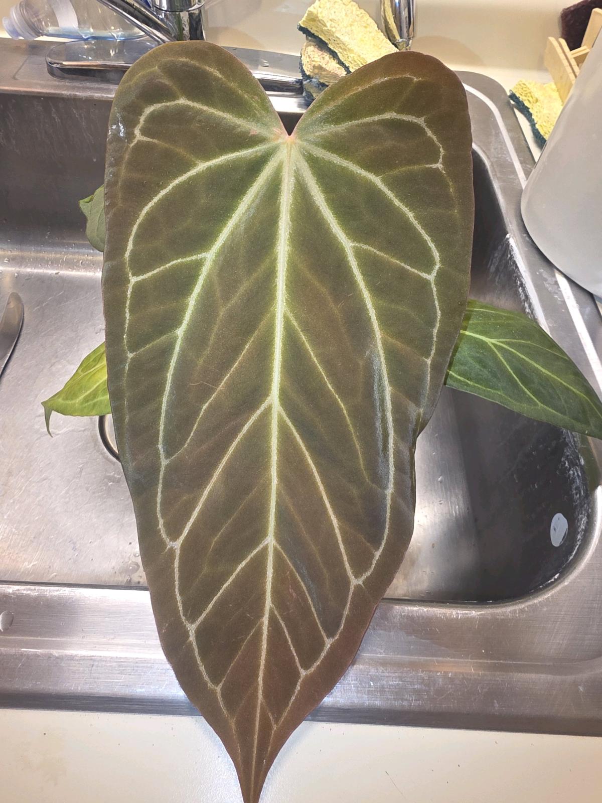 Anthurium Tezula Hybrid w Display Case