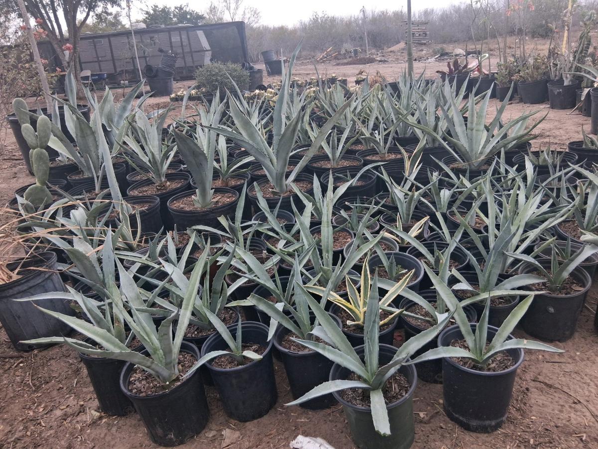 coronas de Cristo grande 150 - Mcallen, Texas - FleaMarketBay