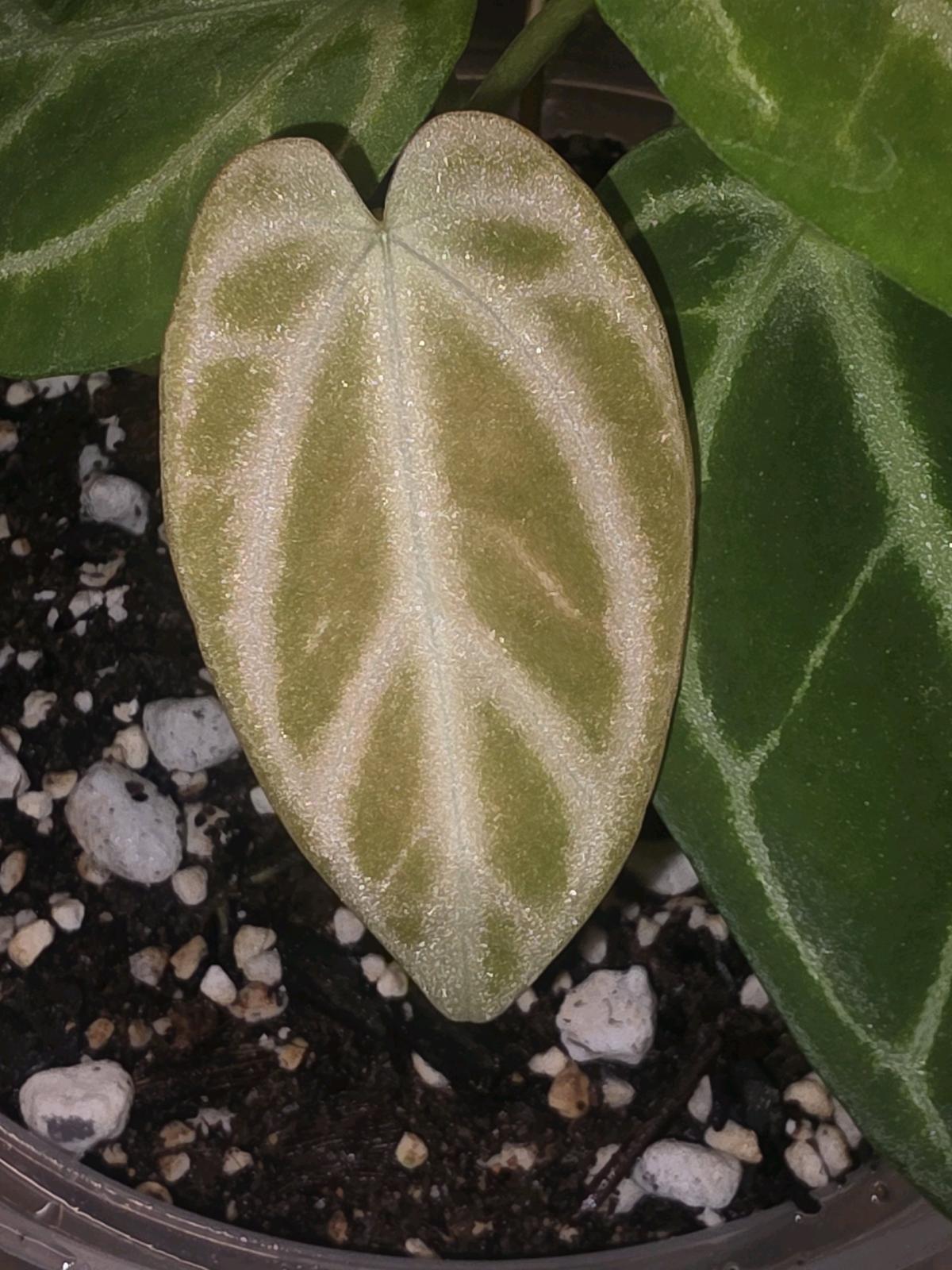 Anthurium Cross Hybrid w Display Case - Jaffrey, New Hampshire - FleaMarketBay