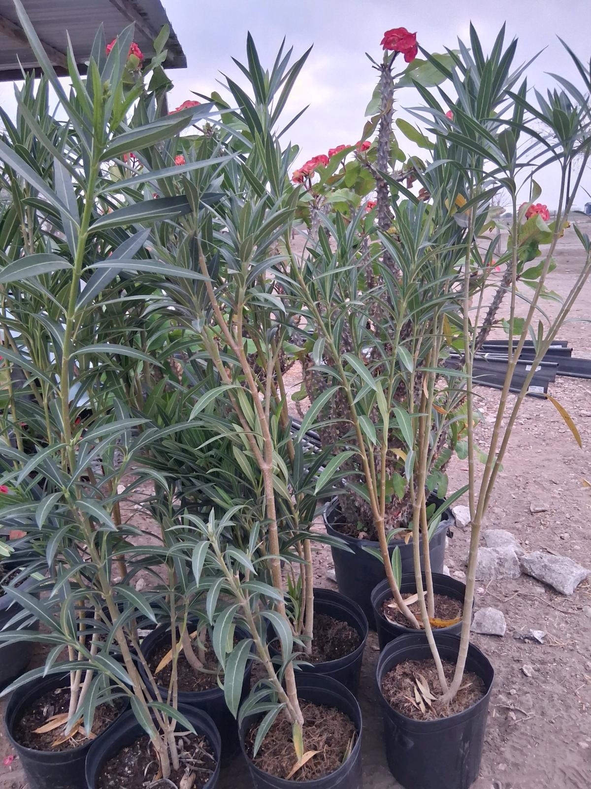 coronas de Cristo grandes - Mcallen, Texas - FleaMarketBay