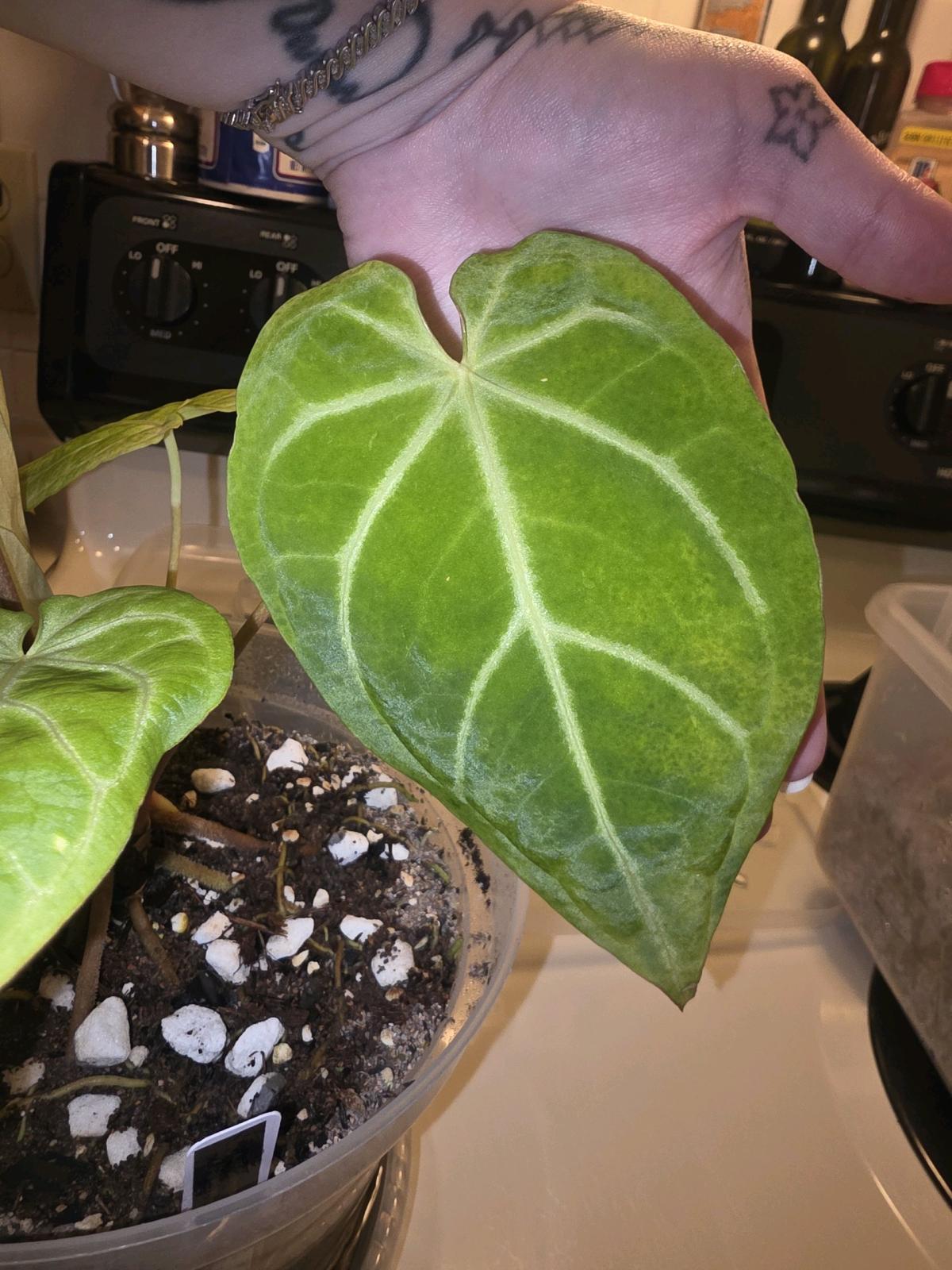 Anthurium Hybrid w Display Case READ