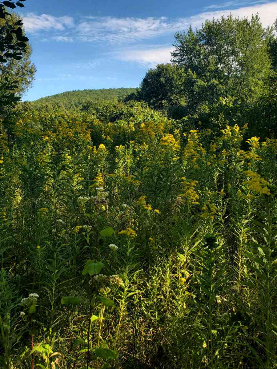100 acres on top of Cold Spring Mountain