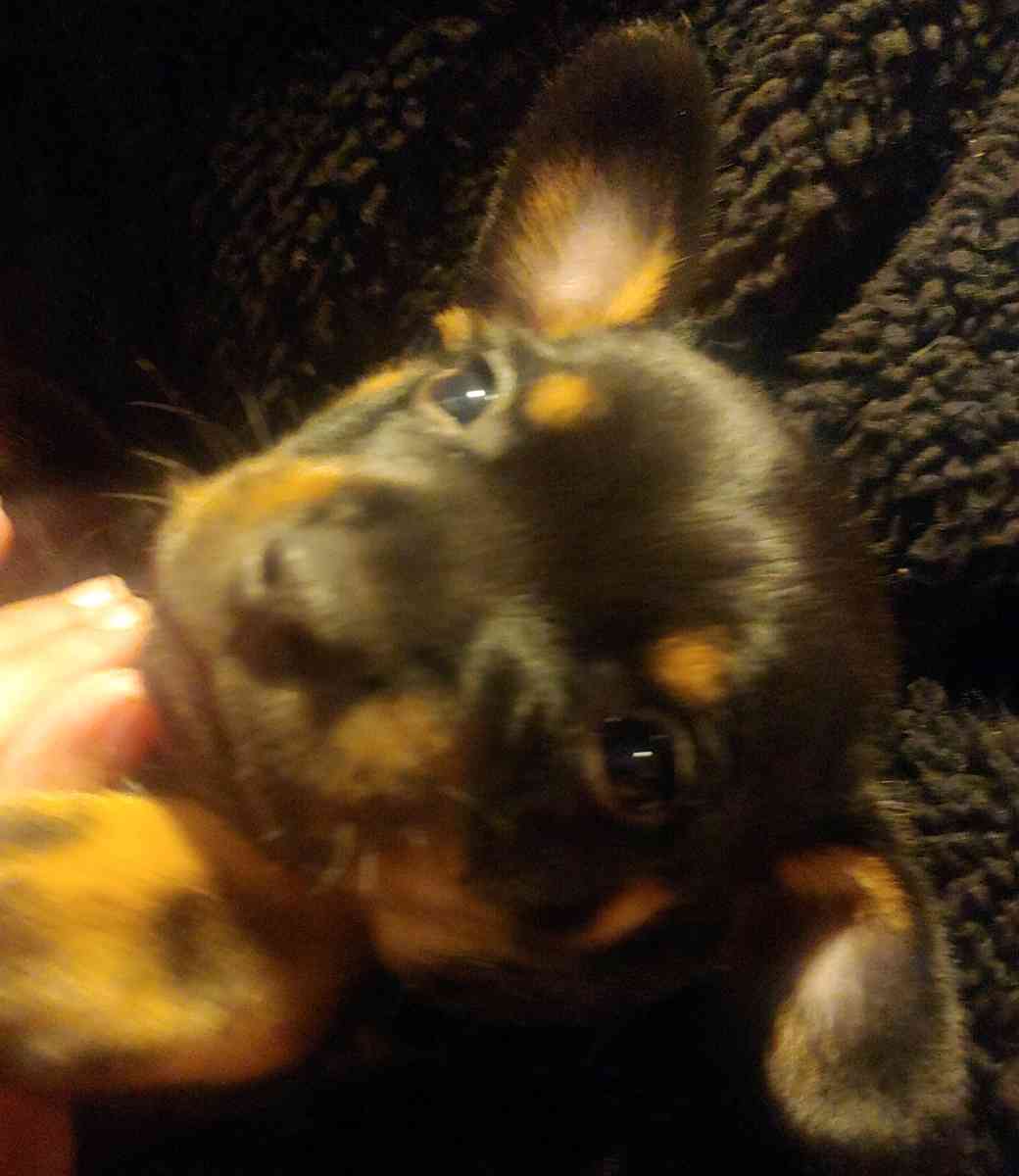 Chihuahua puppy - Dallas, Texas - FleaMarketBay