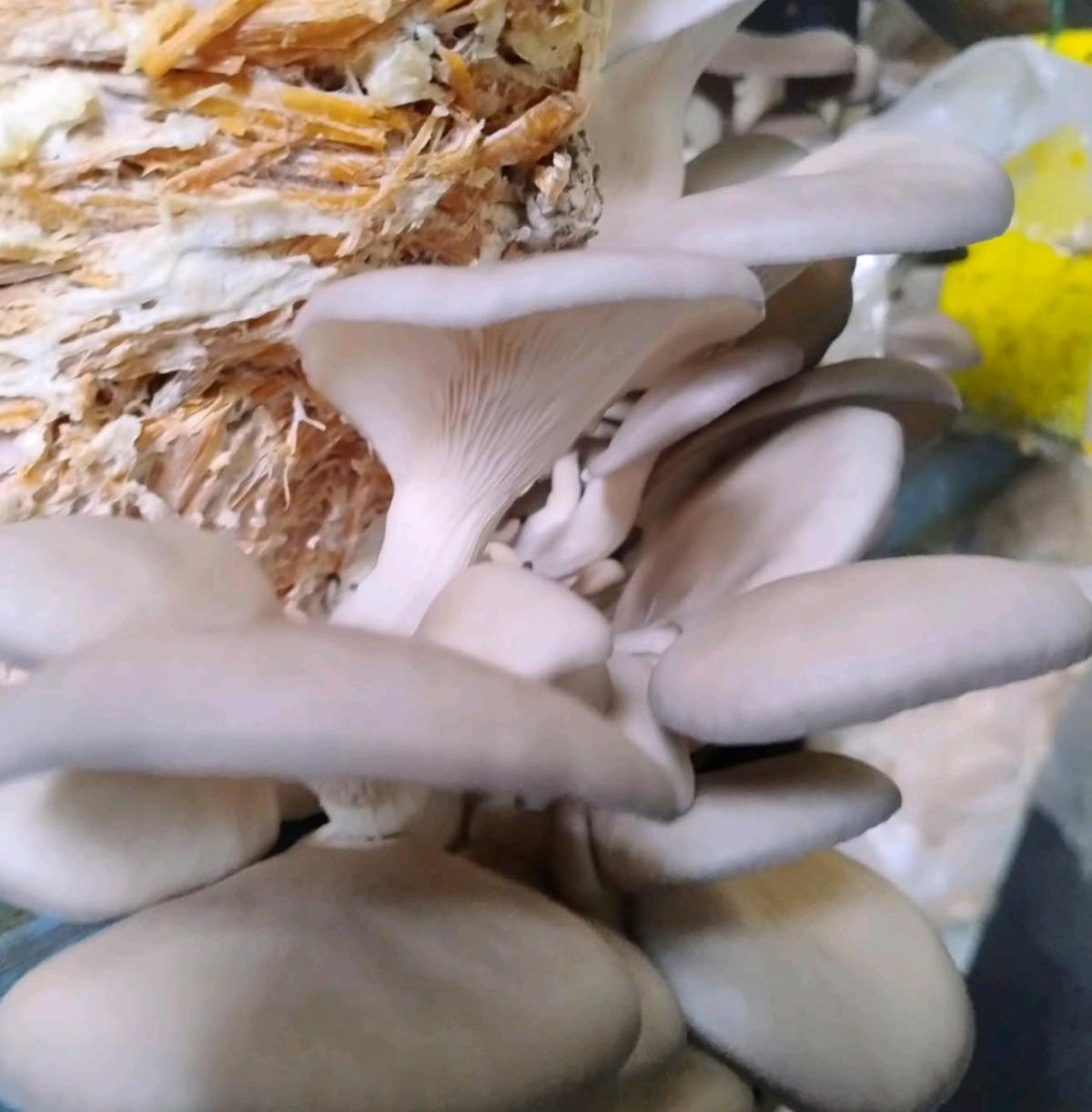 Fresh and dried Shroom for sale - Adelanto, California - FleaMarketBay