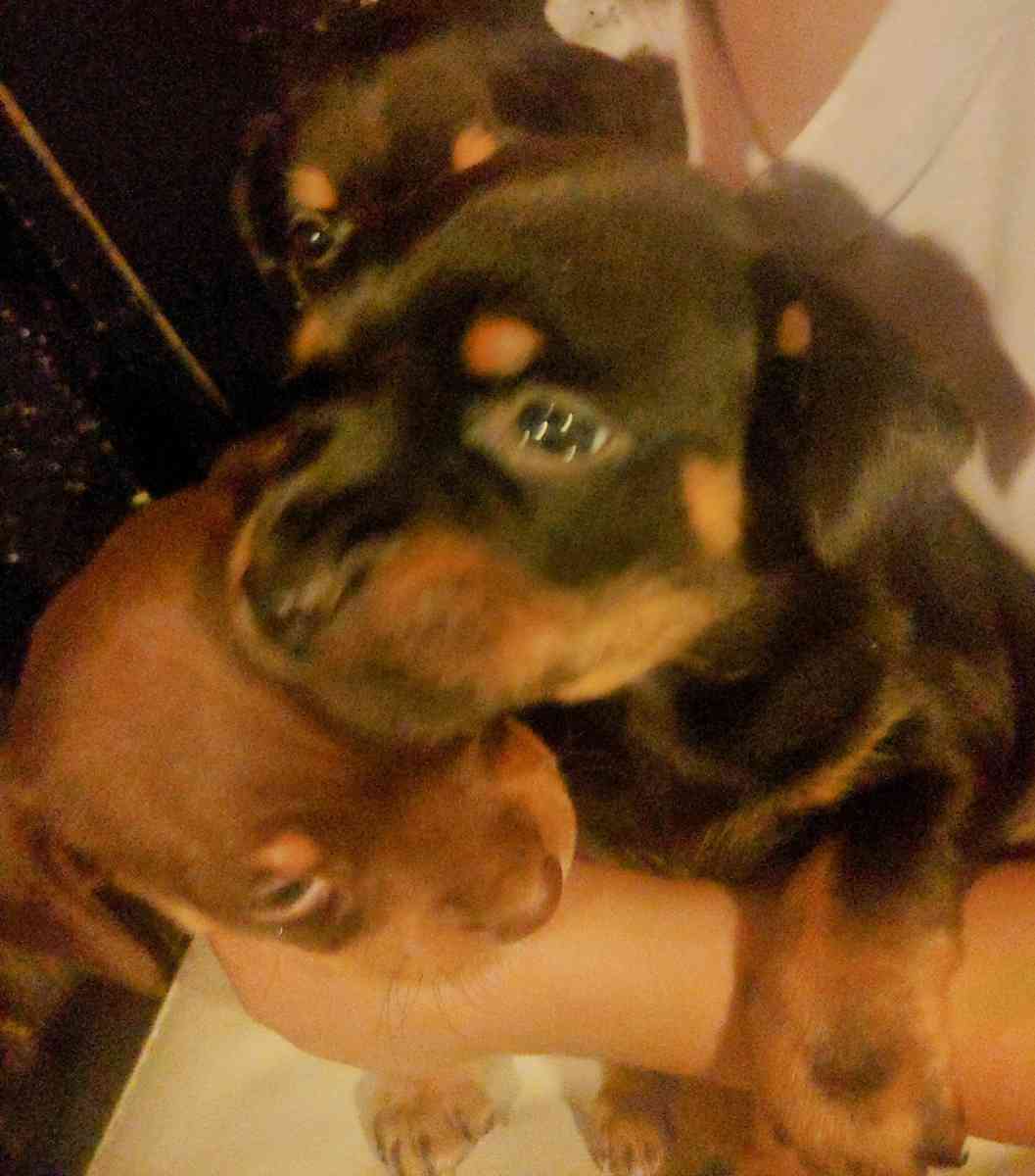 Chihuahua puppy - Dallas, Texas - FleaMarketBay