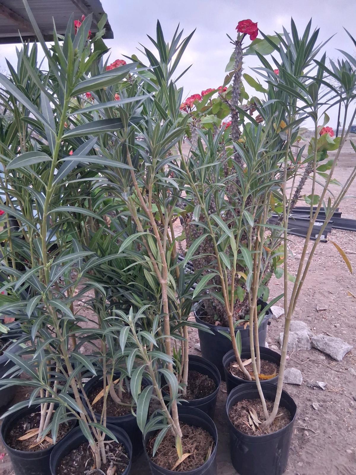 coronas de Cristo grandes - Mcallen, Texas - FleaMarketBay