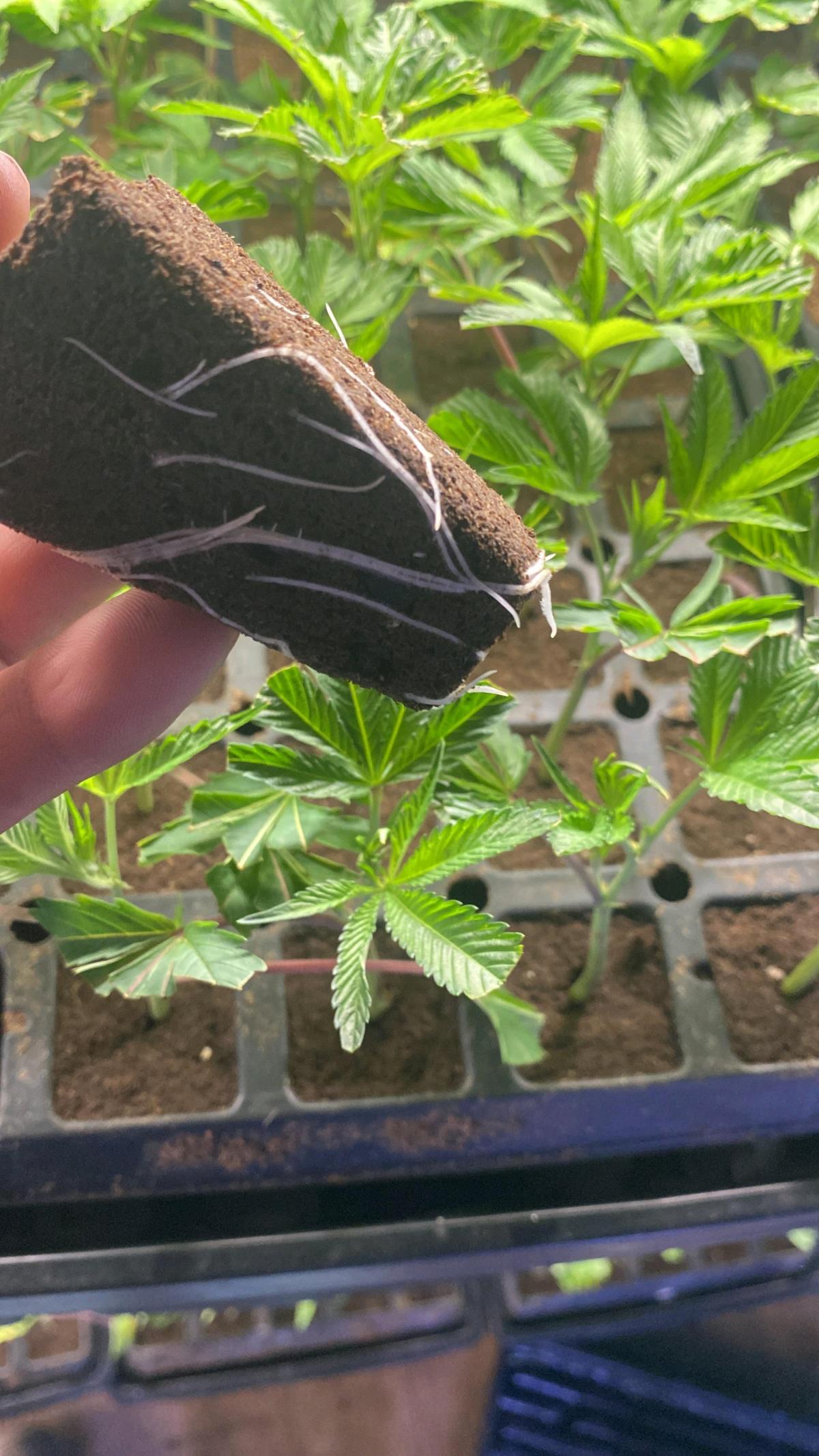 clones gelato - Salinas, California