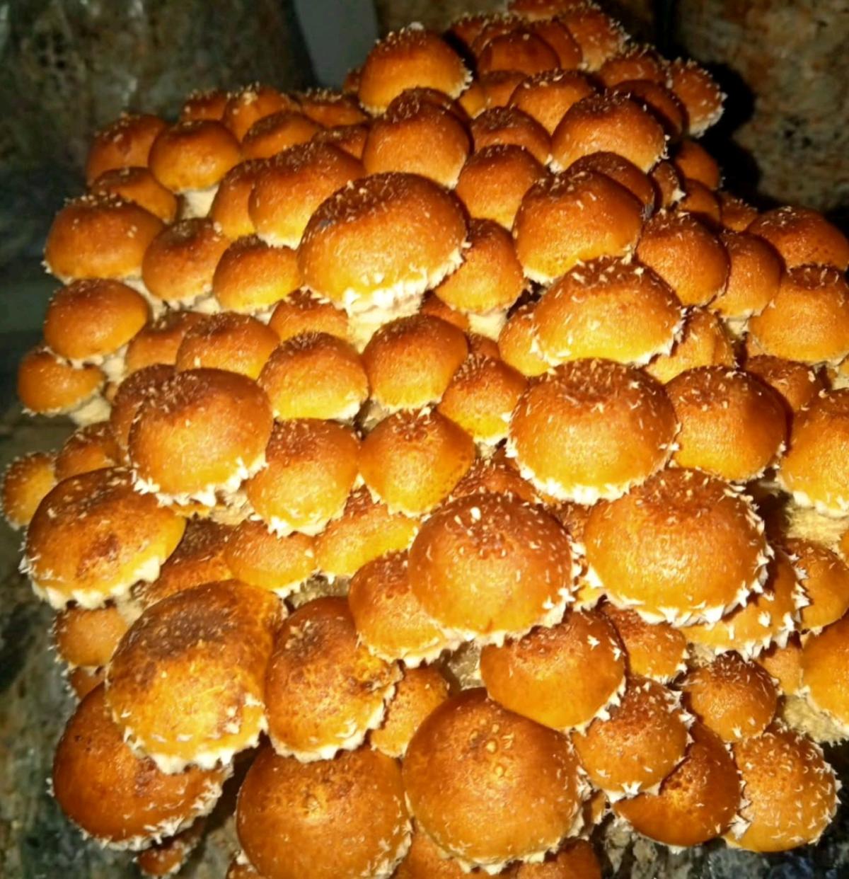 Fresh and dried Shroom for sale - Adelanto, California - FleaMarketBay