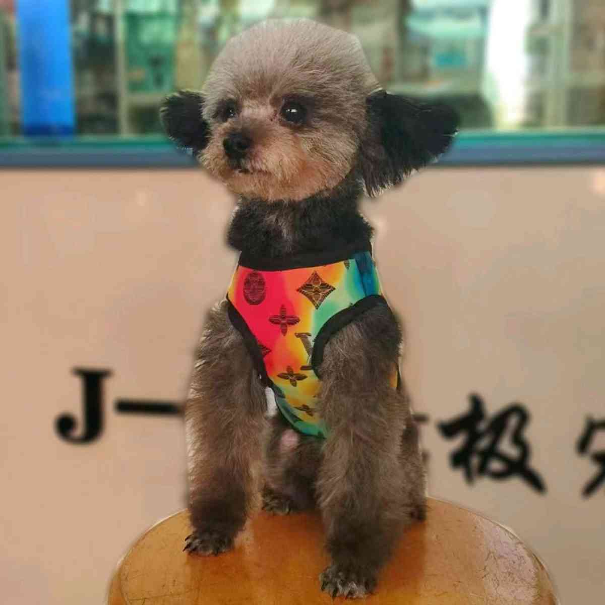 dog harness and leash set