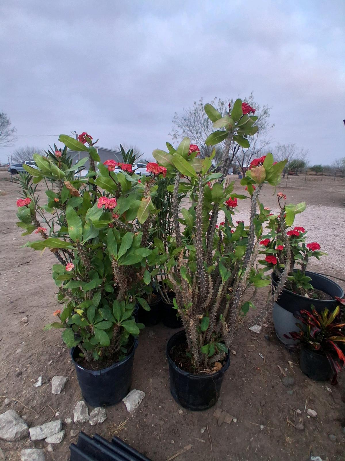 coronas de Cristo grandes - Mcallen, Texas - FleaMarketBay