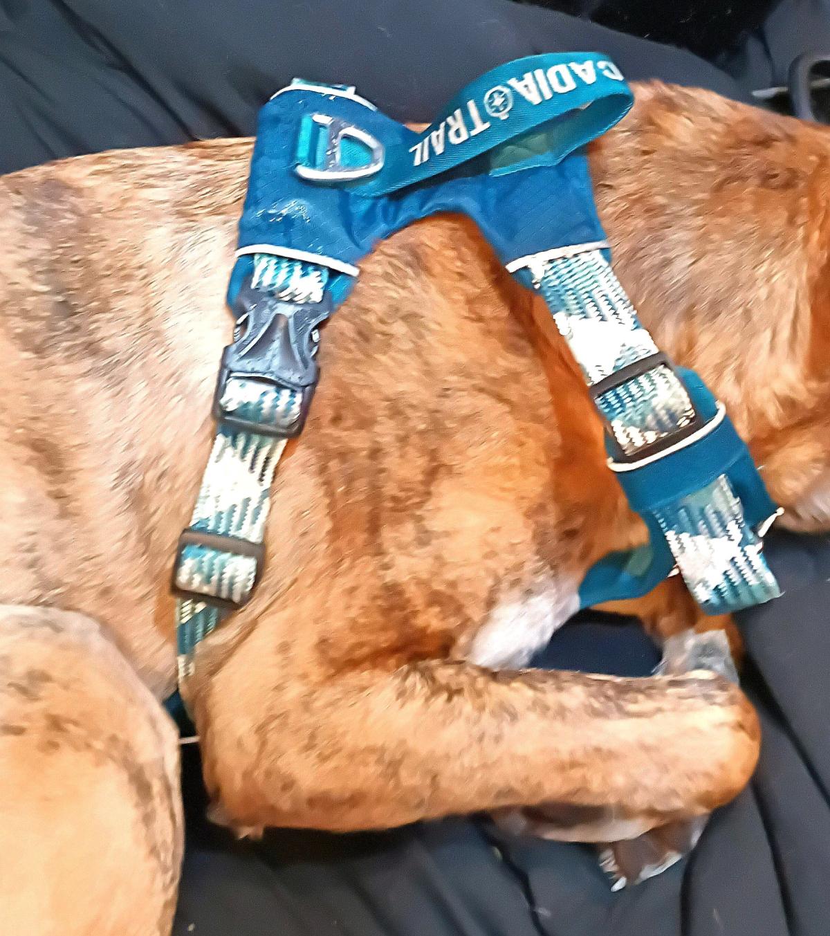 Arcadia Trail XL Teak Adventure Harness  UltraLightweight - Federal Way, Washington - FleaMarketBay