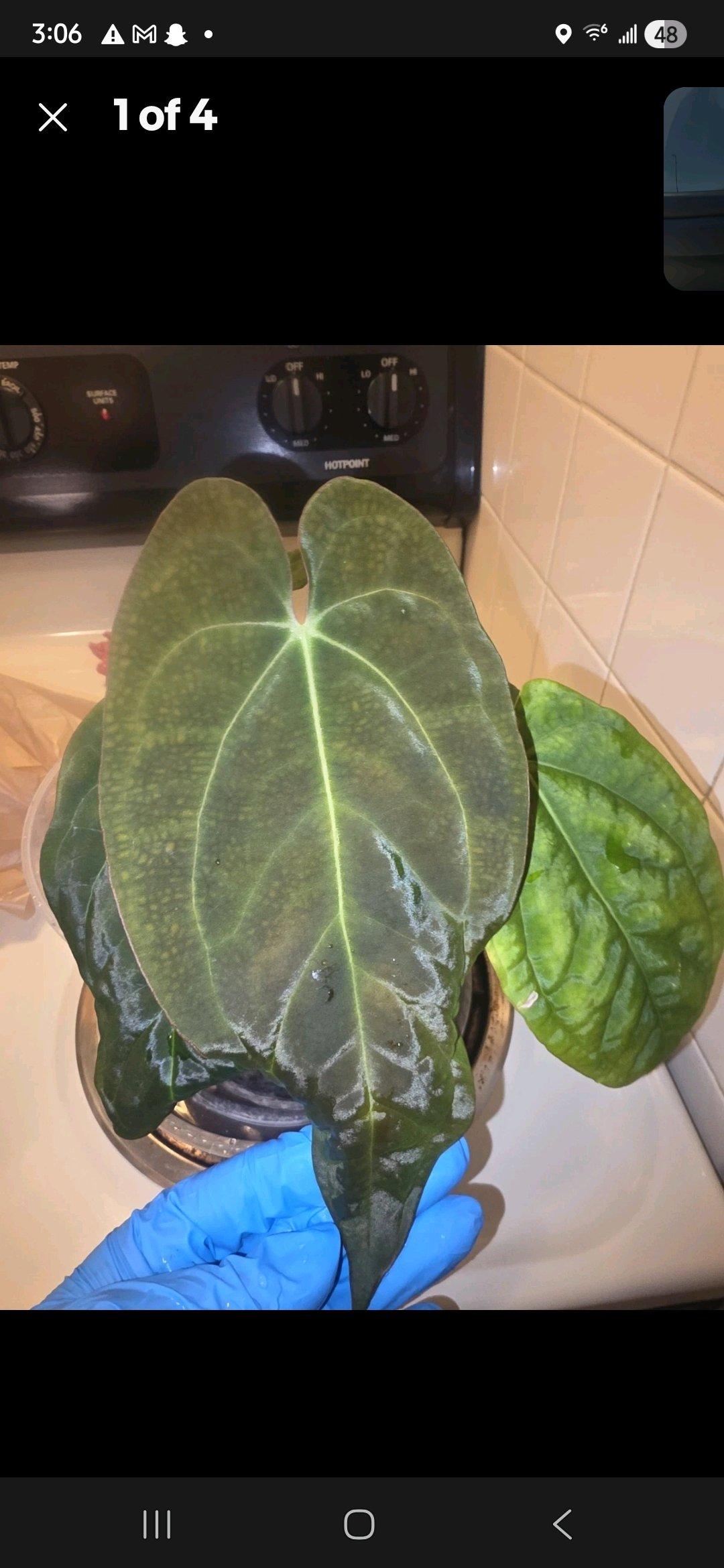 Anthurium Black Widow Michelle Hybrid w Display Case