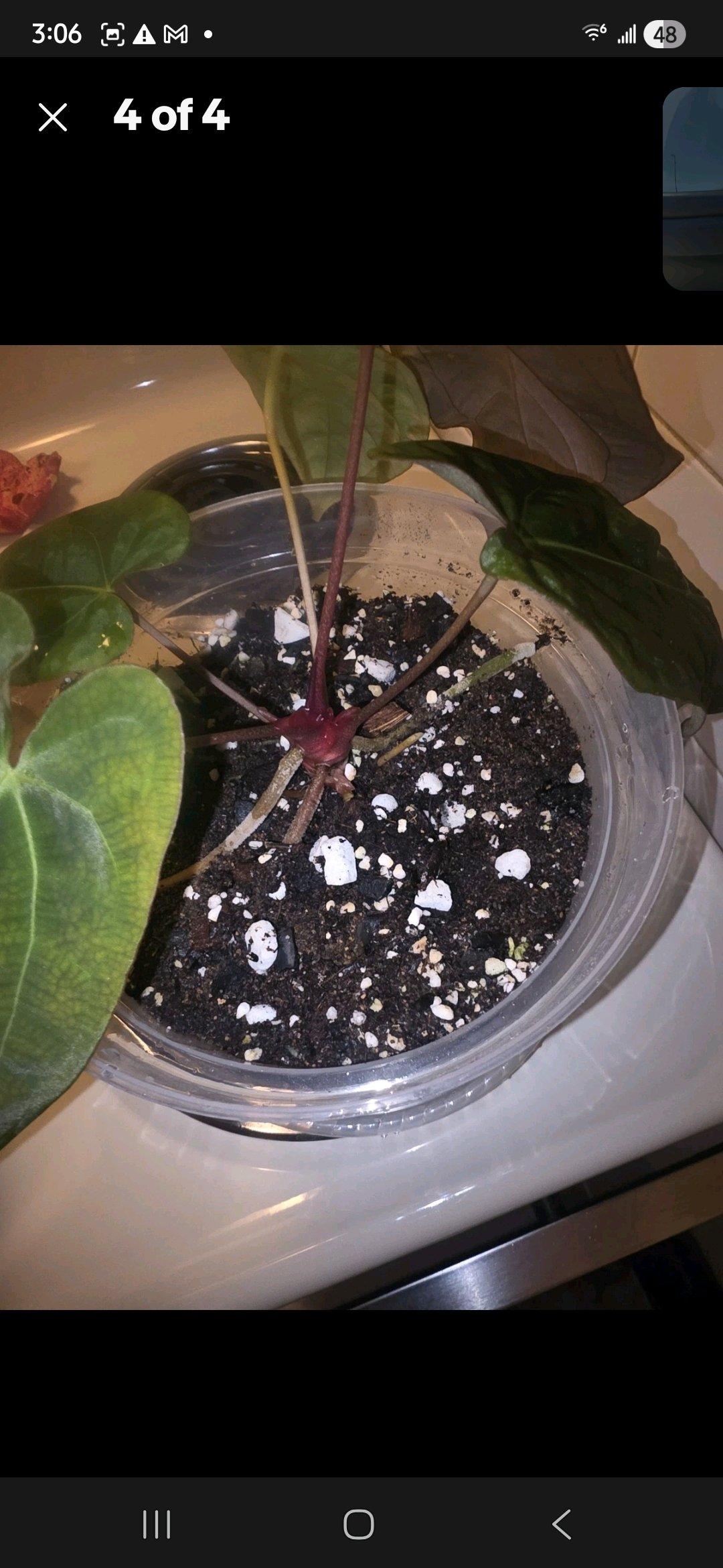 Anthurium Black Widow Michelle Hybrid w Display Case - Jaffrey, New Hampshire - FleaMarketBay